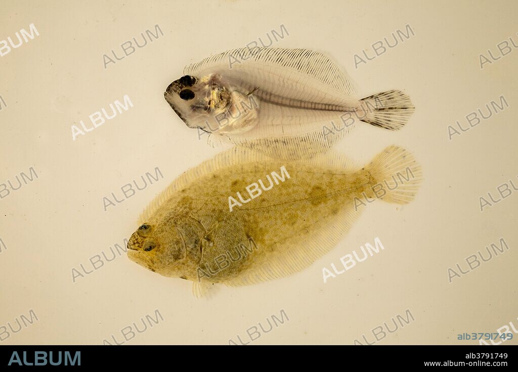 Southern Flounder juveniles