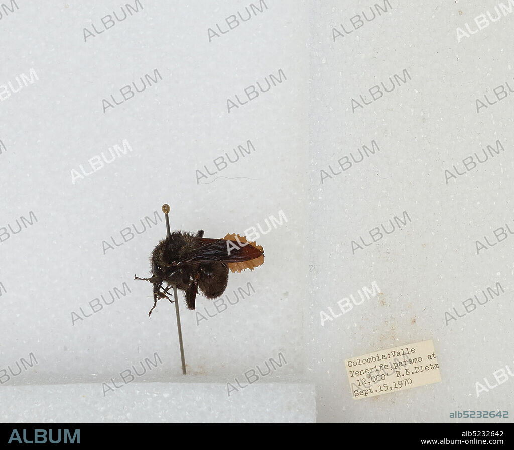 Tenerife, Valle del Cauca, Colombia, Bombus sp., Animalia, Arthropoda, Insecta, Hymenoptera, Apidae, Apinae.