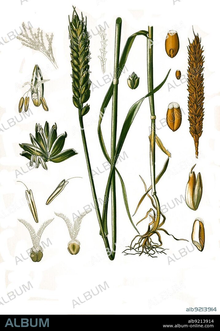 Medicinal plant, common wheat (Triticum aestivum) (Triticum vulgare Vill.), also bread wheat or seed wheat, a plant species within the family of sweet grasses, Historical, digitally restored reproduction from a 19th century original