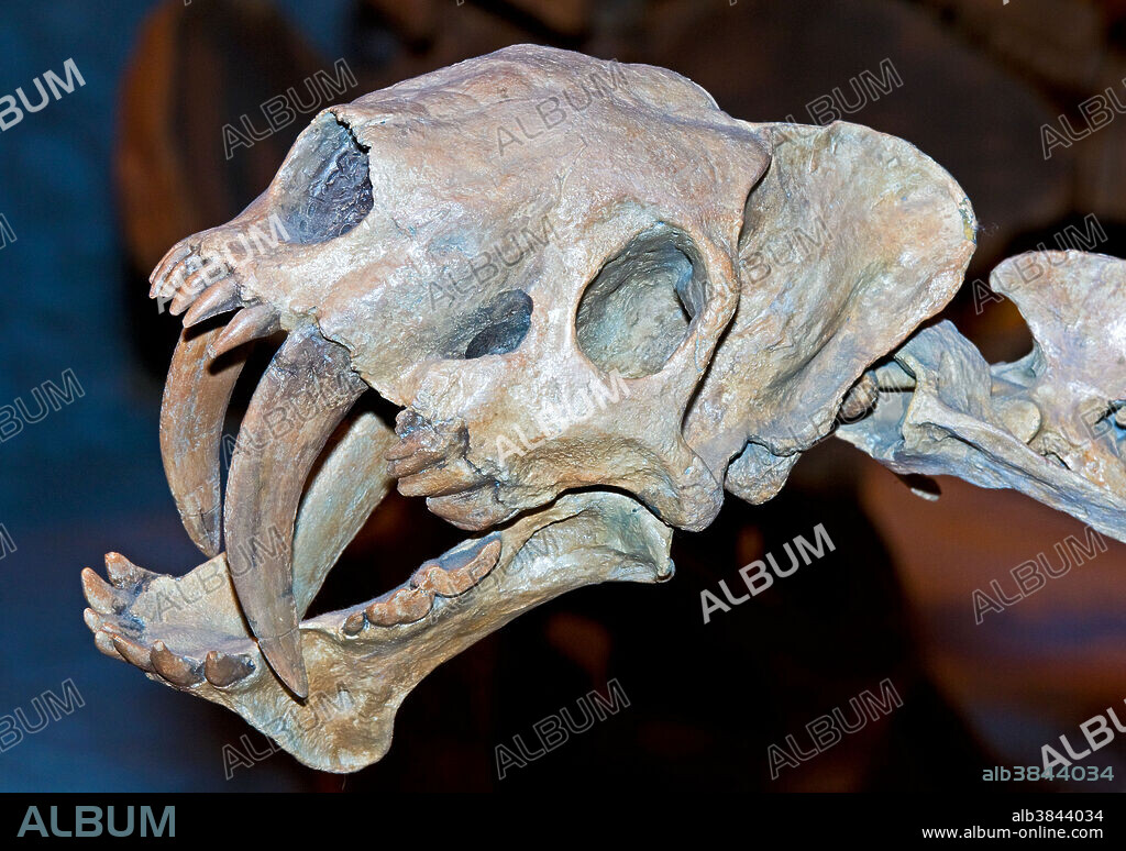 False Saber Tooth Cat (Barbourofelis Loveorum).