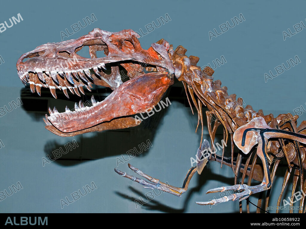 Albertosaurus (Albertosaurus Sarcophagus) fossil skeleton.