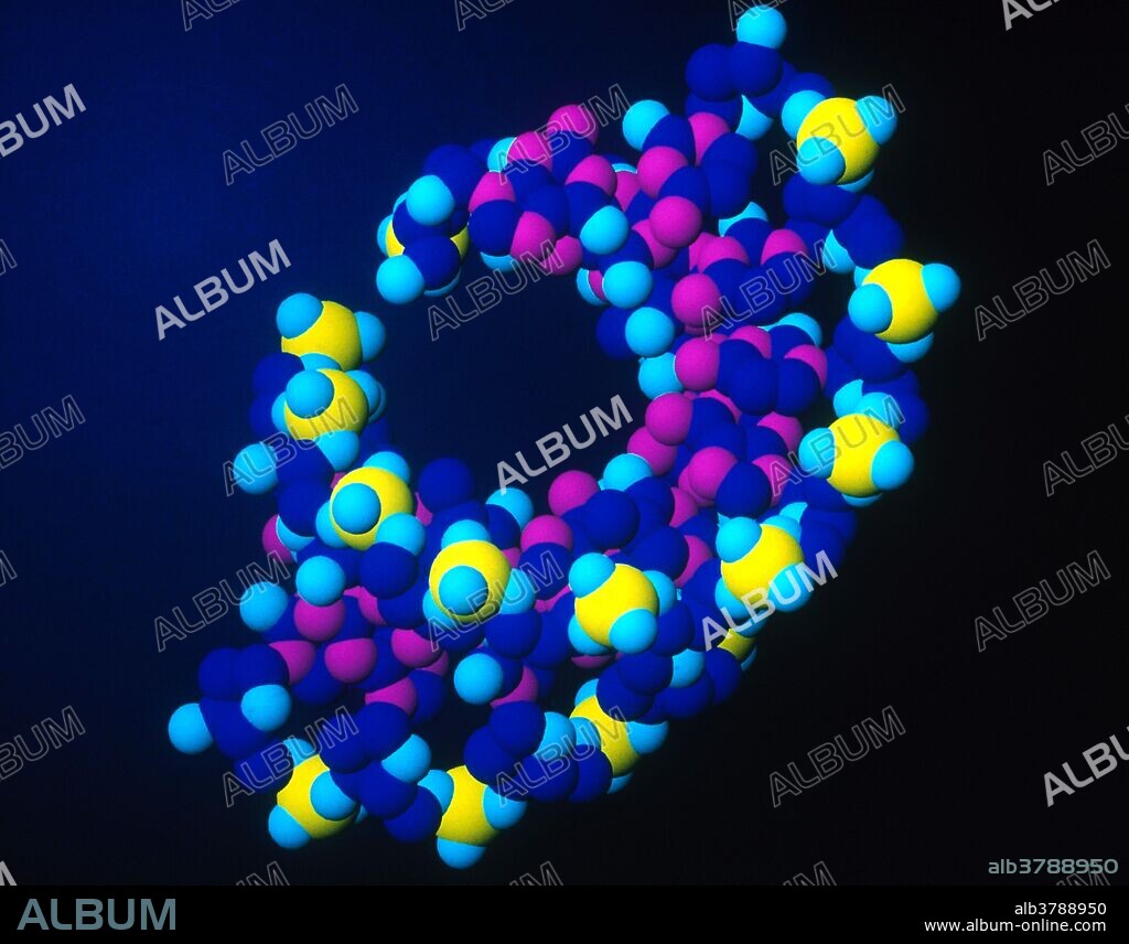 Computer-generated model of an Okazaki fragment, a short, discontinuous segment of single-stranded DNA synthesized during DNA replication. Ligase enzymes then link the fragments into a continuous strand, thus completing the process of replication.