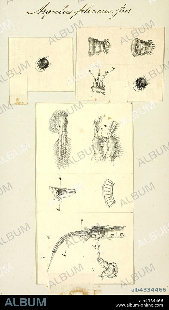 Argulus foliaceus, Print, Argulus foliaceus (or Monoculus foliaceus Linnaeus, 1758 name) is a species of crustaceans in the family Argulidae, the fish lice. It is sometimes called the common fish louse. It is "the most common and widespread native argulid in the Palaearctic" and "one of the most widespread crustacean ectoparasites of freshwater fish in the world.