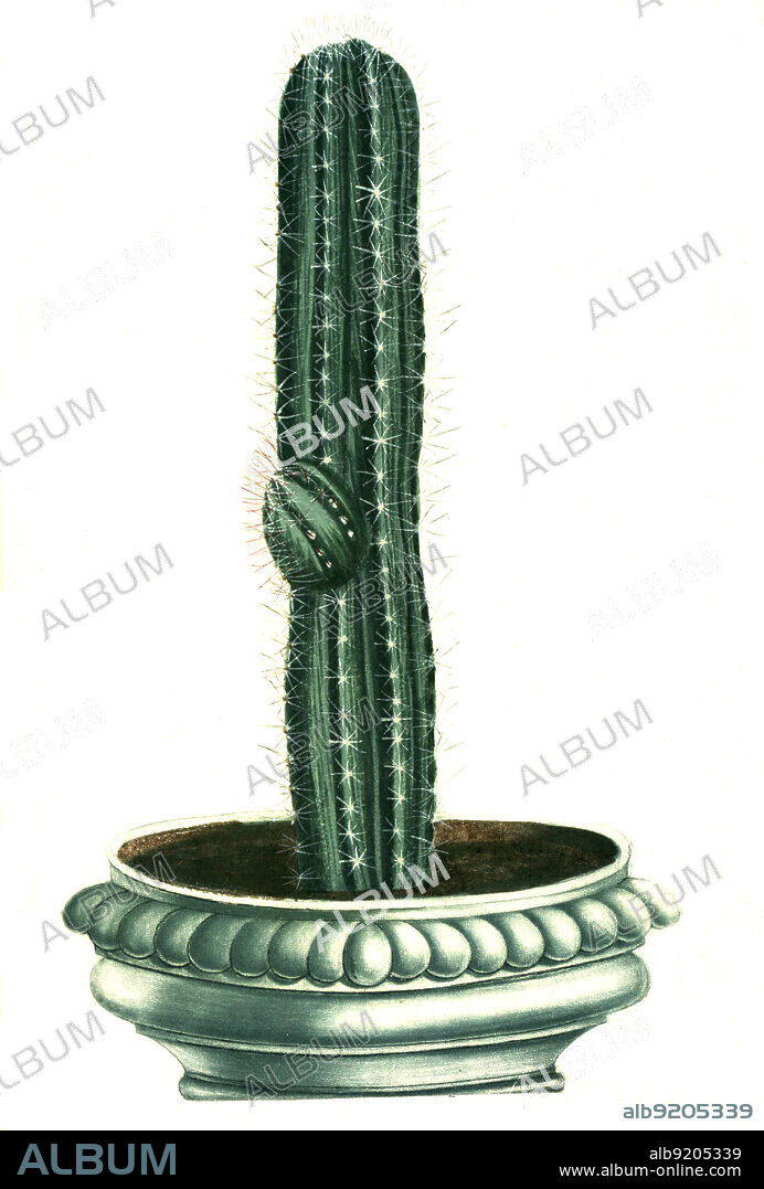 Kaktus, Cereus erectus, eine Pflanzengattung in der Familie der Kakteengewächse, Cactaceae / Cactus, Cereus erectus, a genus of plant in the cactaceae family, Cactaceae, Digital retuschierte Illustration aus Phytanthoza iconographica von Johann Wilhelm Weinmann, Maler Bartholomäus Seutter und Kupferstecher Johann Jakob Haid und Johann Elias Ridinger, 1740 / Digitally retouched illustration from Phytanthoza iconographica by Johann Wilhelm Weinmann, painter Bartholomäus Seutter and engravers Johann Jakob Haid and Johann Elias Ridinger, 1740.