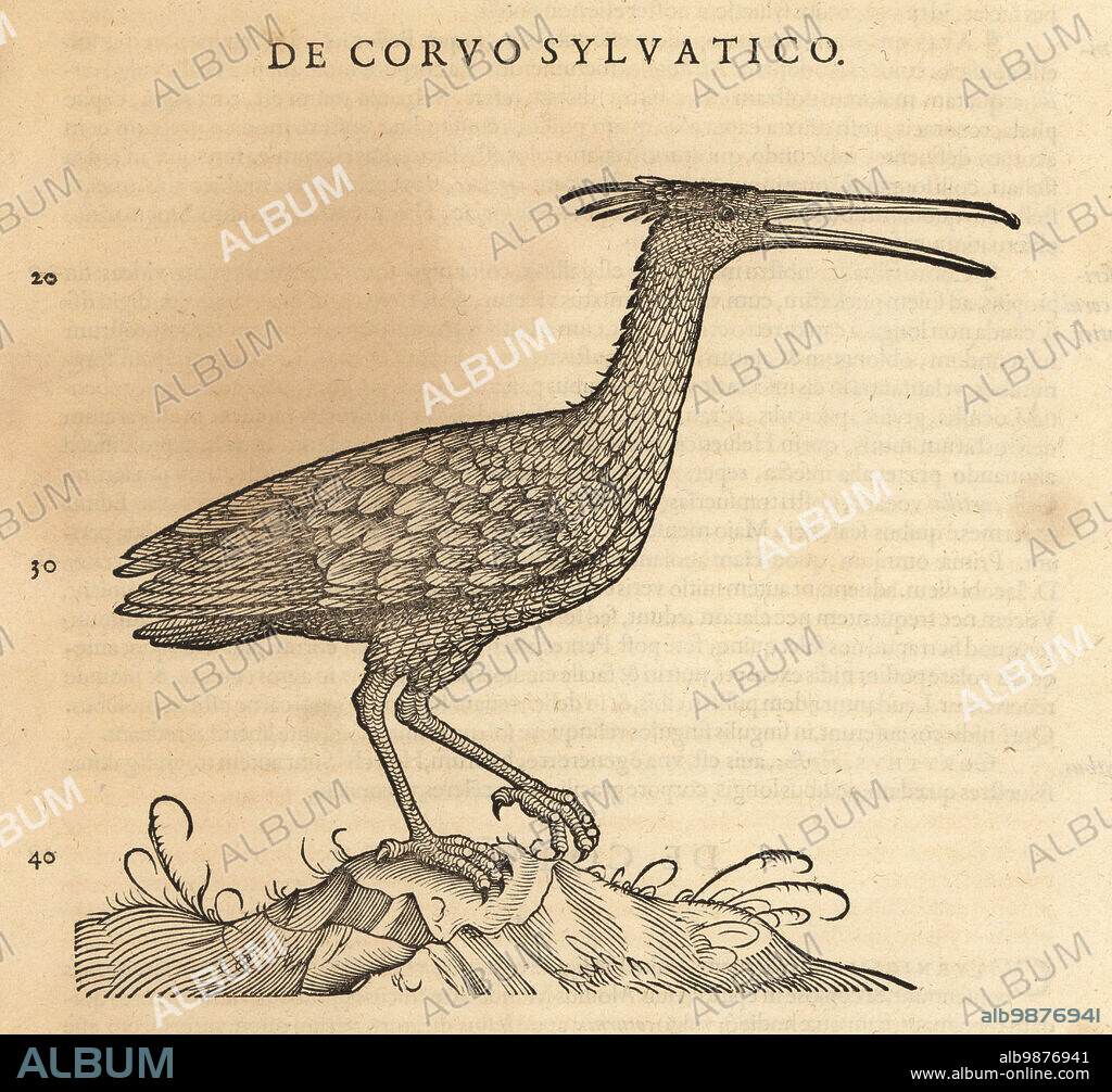 Northern bald ibis, hermit ibis, or waldrapp, Geronticus eremita. Endangered. De Corvis marinus, de Corvo sylvatico. Woodcut engraving after an illustration by Lucas Schan and Conrad Gessner from Conrad Gessners Historiae Animalium, De avium natura, (Natural history of animals: birds), Frankfurt, Wechel for Cambier, 1585.