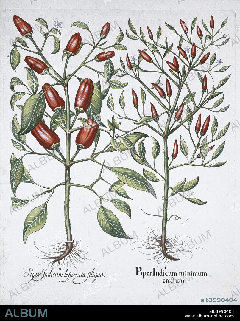 Chilli pepper plants, 1613. From Hortus Eystettensis by Basil Besler (1561-1629).