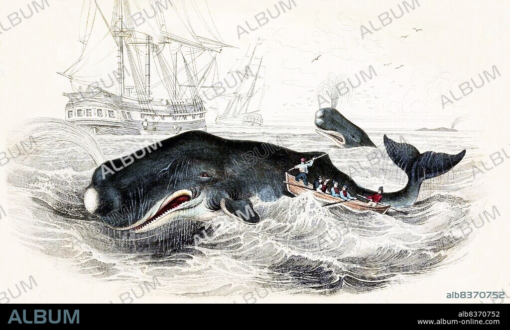 In addition to Herman Melville's own experience on the whaling ship Acushnet, two real events served as the genesis for his <i>Moby Dick</i>. One was the sinking of the Nantucket ship <i>Essex</i> in 1820, after a sperm whale rammed her 2,000 miles (3,200 km) from the western coast of South America.<br/><br/>. The other event was the alleged killing in the late 1830s of the albino sperm whale Mocha Dick, in the waters off the Chilean island of Mocha. Mocha Dick was rumored to have 20 or so harpoons in his back from other whalers, and appeared to attack ships with premeditated ferocity.