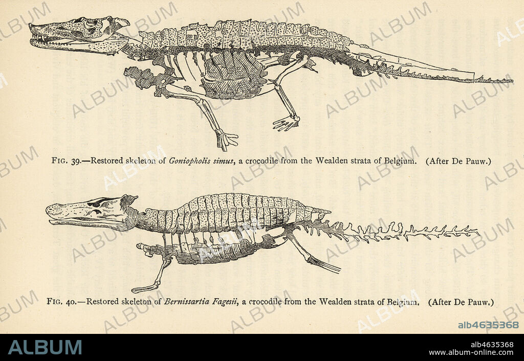 Restored skeleton of Goniopholis simus (top) and Bernissartia fagesii (bottom), crocodiles from the Wealden strata of Belgium. Engraving after an illustration by Louis de Pauw from Henry Neville Hutchinsons Creatures of Other Days, Popular Studies in Palaeontology, Chapman and Hall, London, 1896.