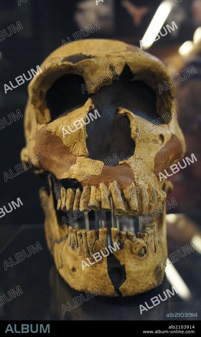 PIEZAS DE LA EXPOSICION "ARTE SIN ARTISTAS": REPLICA DE CRANEO Y MANDIBULA DE HOMO NEANDERTHALENSIS. ORIGINAL: DE LA CUEVA DE FERRASSIE, (FRANCIA), 120000 AÑOS.
