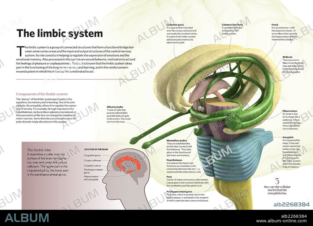 El sistema límbico. Infografía del sistema límbico, el sistema compuesto por un conjunto de estructuras cuya función está relacionada con las respuestas emocionales, el aprendizaje y la memoria.