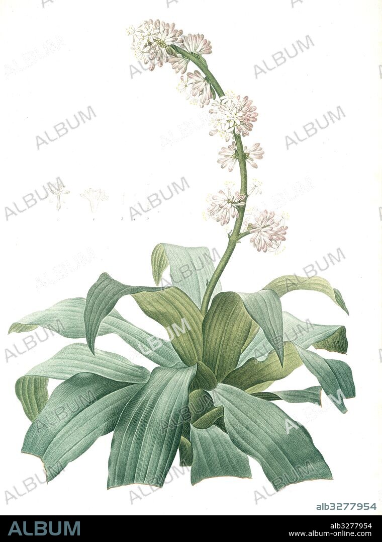 Aletris fragrans, Dracaena sp. Aletris odorant, Corn plant, Redouté, Pierre Joseph, 1759-1840, les liliacees, 1802 - 1816.