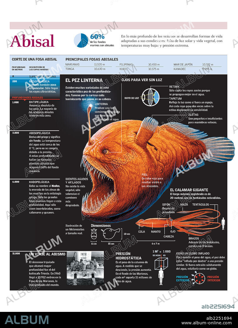 Abisal. Infografía de la fauna de las fosas abisales con detalle sobre el pez linterna.