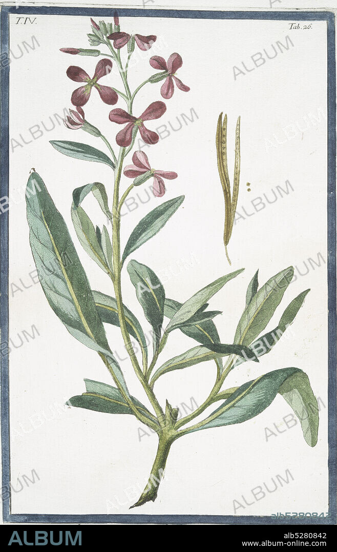 Leucojum purpureum, vel rubrum = Viola rossa , ou Violier Spring snowflake, still image, 1772 - 1793, Bonelli, Giorgio (b. 1724), Martelli, Niccoló (1735-1829).