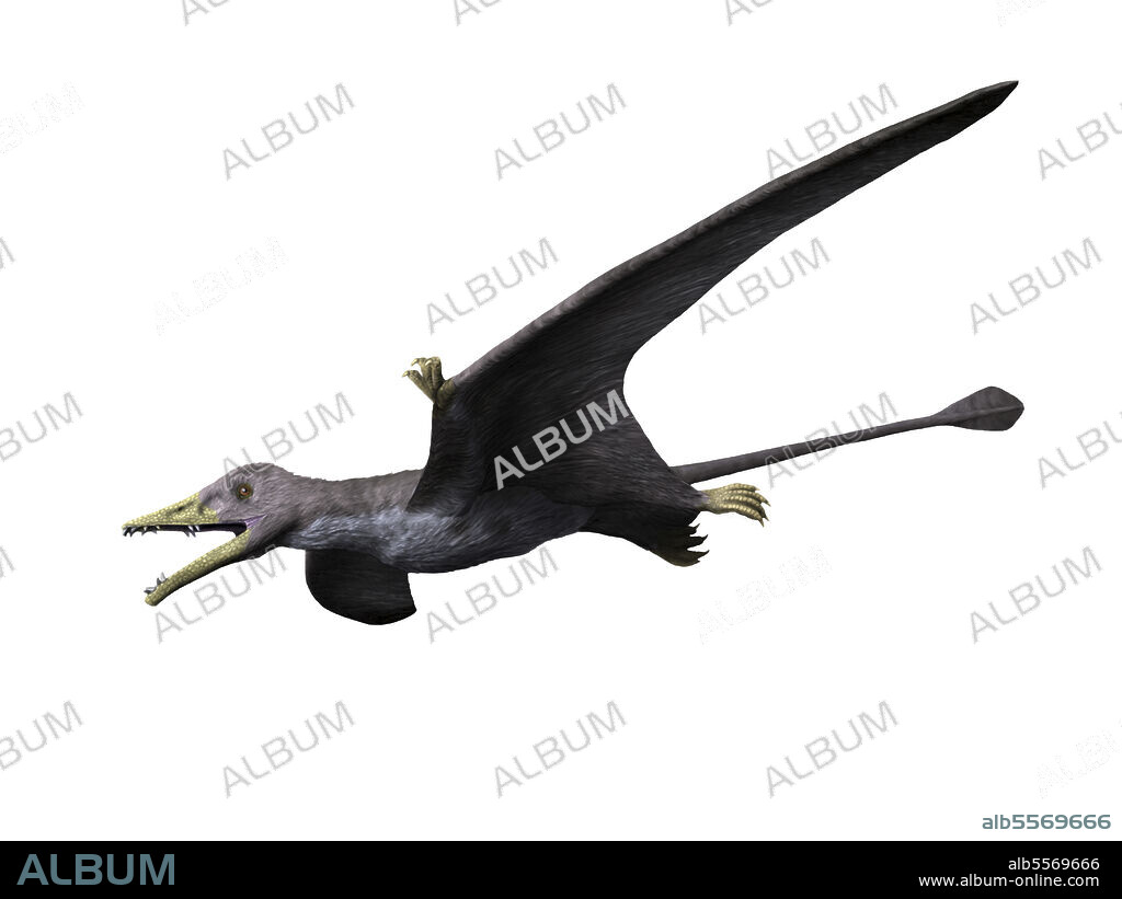 Eudimorphodon ranzii, Pterosauria, Late Triassic of Italy.