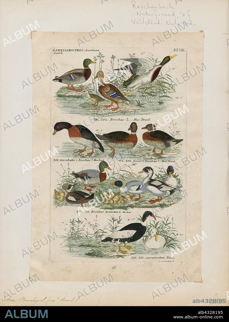 Anas boschas, Print, The mallard (Anas platyrhynchos) is a dabbling duck that breeds throughout the temperate and subtropical Americas, Eurasia, and North Africa and has been introduced to New Zealand, Australia, Peru, Brazil, Uruguay, Argentina, Chile, Colombia, the Falkland Islands, and South Africa. This duck belongs to the subfamily Anatinae of the waterfowl family Anatidae. The male birds (drakes) have a glossy green head and are grey on their wings and belly, while the females (hens or ducks) have mainly brown-speckled plumage. Both sexes have an area of white-bordered black or iridescent blue feathers called a speculum on their wings; males especially tend to have blue speculum feathers. The mallard is 50–65 cm (20–26 in) long, of which the body makes up around two-thirds the length. The wingspan is 81–98 cm (32–39 in) and the bill is 4.4 to 6.1 cm (1.7 to 2.4 in) long. It is often slightly heavier than most other dabbling ducks, weighing 0.72–1.58 kg (1.6–3.5 lb). Mallards live in wetlands, eat water plants and small animals, and are social animals preferring to congregate in groups or flocks of varying sizes. This species is the main ancestor of most breeds of domesticated ducks., 1845-1863.