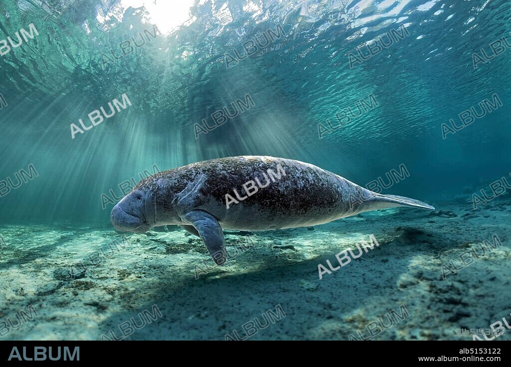 West Indian manatee (Trichechus manatus), Three Sisters Springs, manatee sanctuary, Crystal River, Florida, USA, North America.