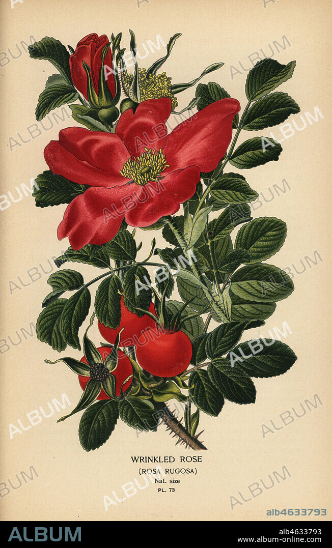 Wrinkled rose, Rosa rugosa. Chromolithograph from an illustration by Desire Bois from Edward Steps Favourite Flowers of Garden and Greenhouse, Frederick Warne, London, 1896.