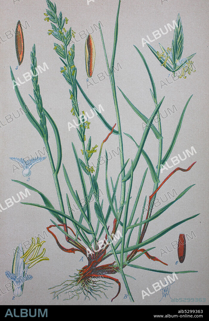 Lolium perenne, common name perennial ryegrass, English ryegrass, winter ryegrass, or ray grass, is a grass from the family Poaceae  /  Deutsches Weidelgras, auch Ausdauernder Lolch (Lolium perenne), digital improved reproduction of an original from the 19th century / digitale Reproduktion einer Originalvorlage aus dem 19. Jahrhundert.