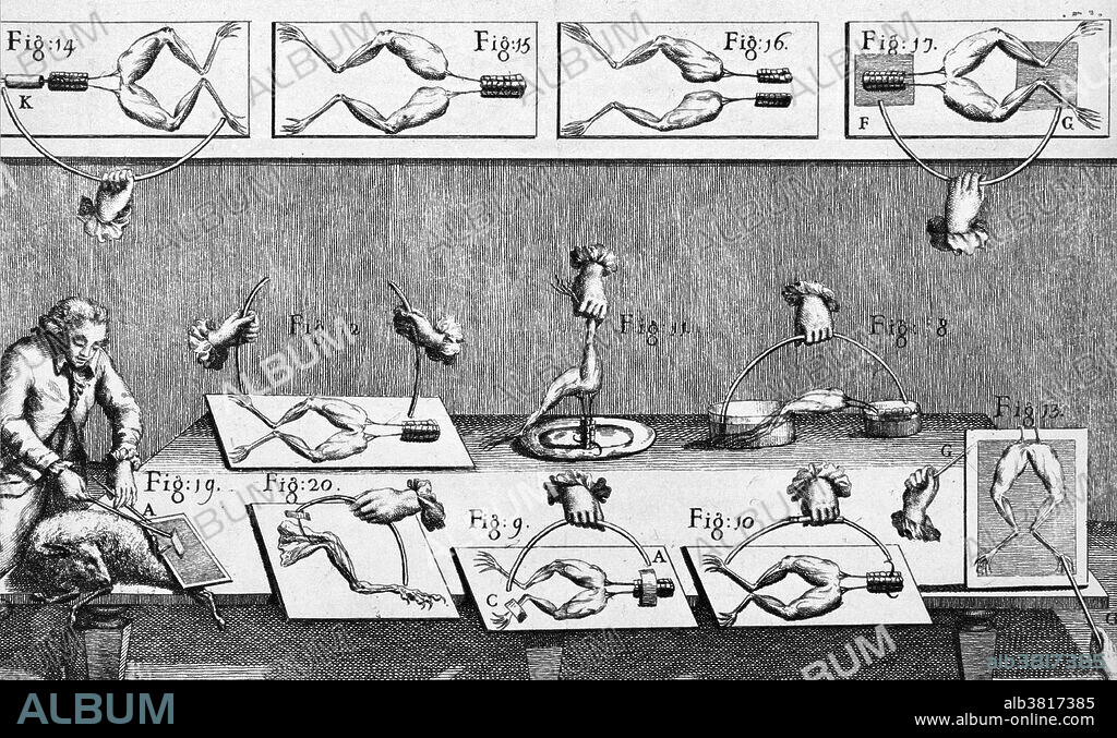 Illustration showing the various experiments conducted by Italian physicist Luigi Galvani in 1791 on frog muscle and electricity. The result was that the muscles in the frog's leg twitched, indicating the presence of electricity. Galvani believed it resided in the muscle and declared for animal electricity. Some years later, Volta showed that the electric current was in fact set up by two metal rods in contact. This engraving was taken from Galvani's De viribus electricitatis in motu musculari commentarius, 1791.