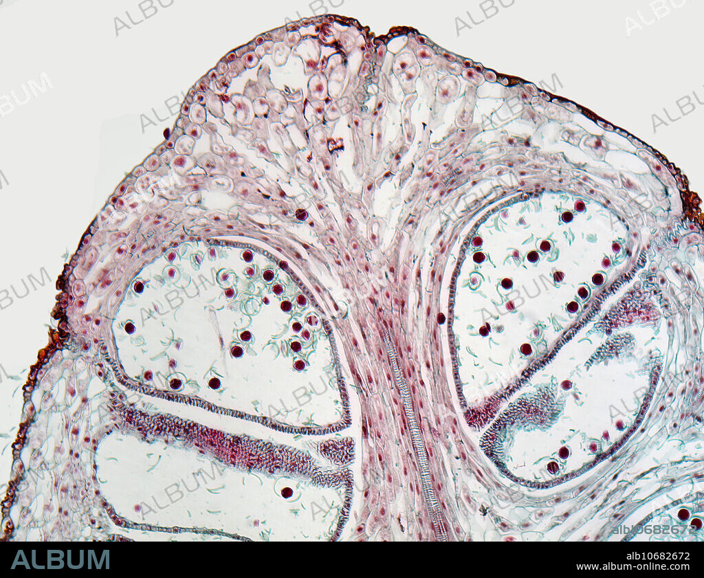 Light micrograph (LM) of strobilus in Equisetum (horsetail); anterior section showing spores, tracheids, and other components. Magnification: 70x when printed at 10cm.