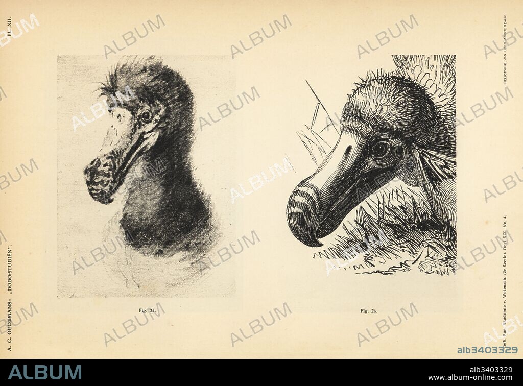 White dodo head by Cornelis Saftleven, male, 1637, after a painting in the Museum Boijmans of Rotterdam (25), and white dodo head by Jan Goeimare, male, 1853 (26). Heliotype by Van Leer from Dr. Anthonie Cornelis Oudemans' Dodo Studies, Amsterdam, Johannes Muller, 1917.