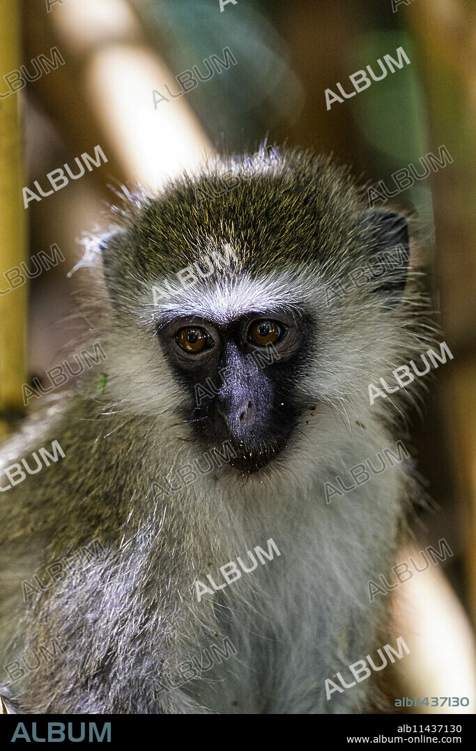 A Tantalus monkey (Chlorocebus tantalus), in a Bamboo forest in Amboseli National Park, Kenya, East Africa, Africa.