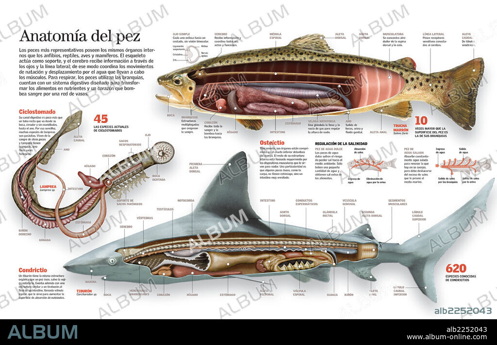 Anatomía del pez. Infografía de la anatomía de las tres principales clases de peces: ciclostomados, condrictios y osteíctios.