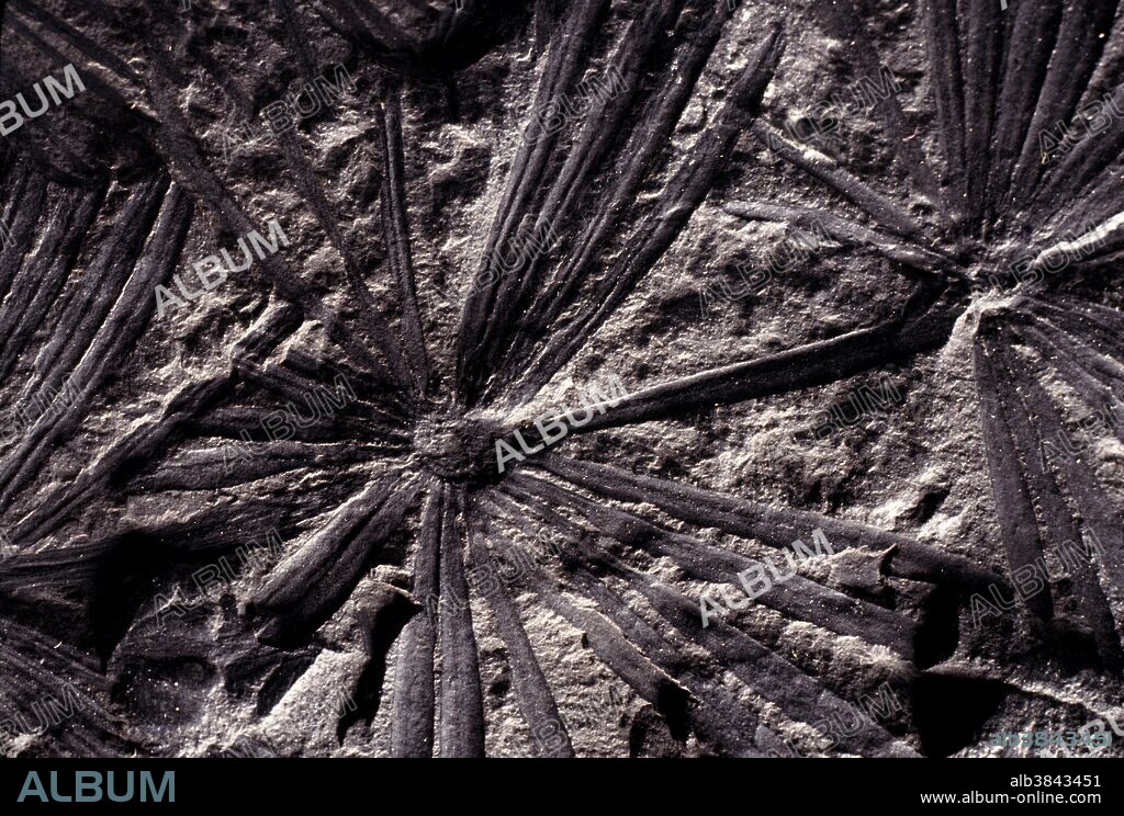 Coal Fossil - Annularia, two leaf whorls of Calamites (2.5" diameter), tree-like relatives of modern horsetails that could grow to 100 feet high during the Carboniferous Period, Pennsylvanian Epoch, some 300 million years ago. Specimen courtesy of Penn State University Museum of Geology.