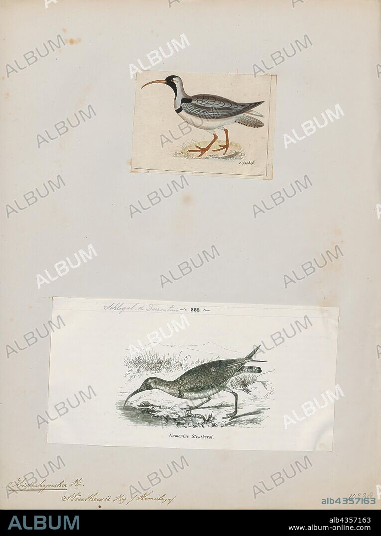 Ibidorhyncha struthersii, Print, The ibisbill (Ibidorhyncha struthersii) is a bird related to the waders, but sufficiently distinctive to merit its own family Ibidorhynchidae. It is grey with a white belly, red legs and long down-curved bill, and a black face and black breast band. It occurs on the shingle riverbanks of the high plateau of central Asia and the Himalayas., 1700-1880.