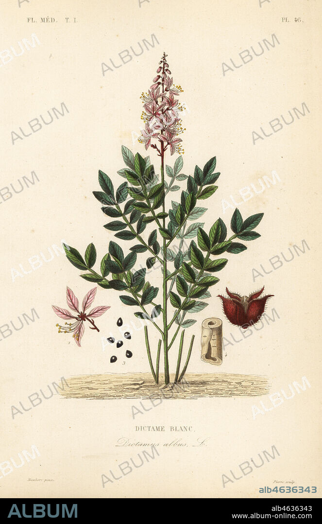 Dittany, Dictamnus albus, Dictame blanc. Handcoloured steel engraving by Pierre after a botanical illustration by Edouard Maubert from Pierre Oscar Reveil, A. Dupuis, Fr. Gerard and Francois Herincqs La Regne Vegetal: Flore Medicale, L. Guerin, Paris, 1864-1871.