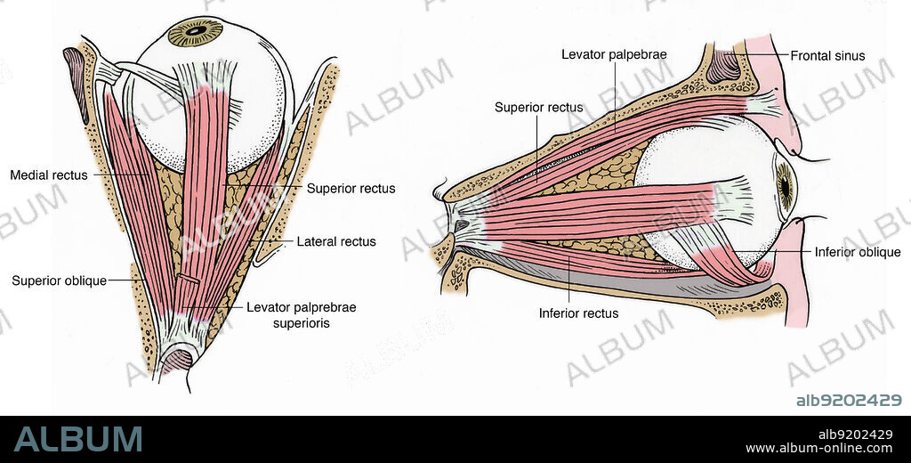 Anatomical illustration of the muscles of the eye in superior view (on left) and left lateral view (on right). The superior view shows the medial rectus, superior oblique, superior rectus, lateral rectus, and levator palprebrae superioris. The left lateral view shows the levator palpebrae, the superior rectus, the inferior rectus, the inferior oblique and the frontal sinus.