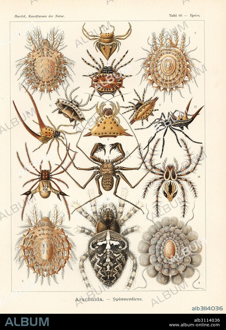 Arachnida spiders: Protocepheus hericius 1, Cepheus latus 2, Cepheus cepheiformis 3, Tereticepheus palmicinctum 4, Phrynichus reniformis 5, Gnolus cordiformis 6, spinybacked orbed weaver, Gasteracantha cancriformis 7,11, Acrosomoides acrosomoides 8, Gasteracantha geminata 9, curved spiny spider, Macracantha arcuata 10, Micrathena schreibersi 12, Micrathena furcata 13, Oxyopes ramosus 14 and European garden spider, Araneus diadematus 15. Chromolithograph by Adolf Glitsch from an illustration by Ernst Haeckel from Art Forms in Nature, Kunstformen der Natur, Liepzig, Germany, 1904.