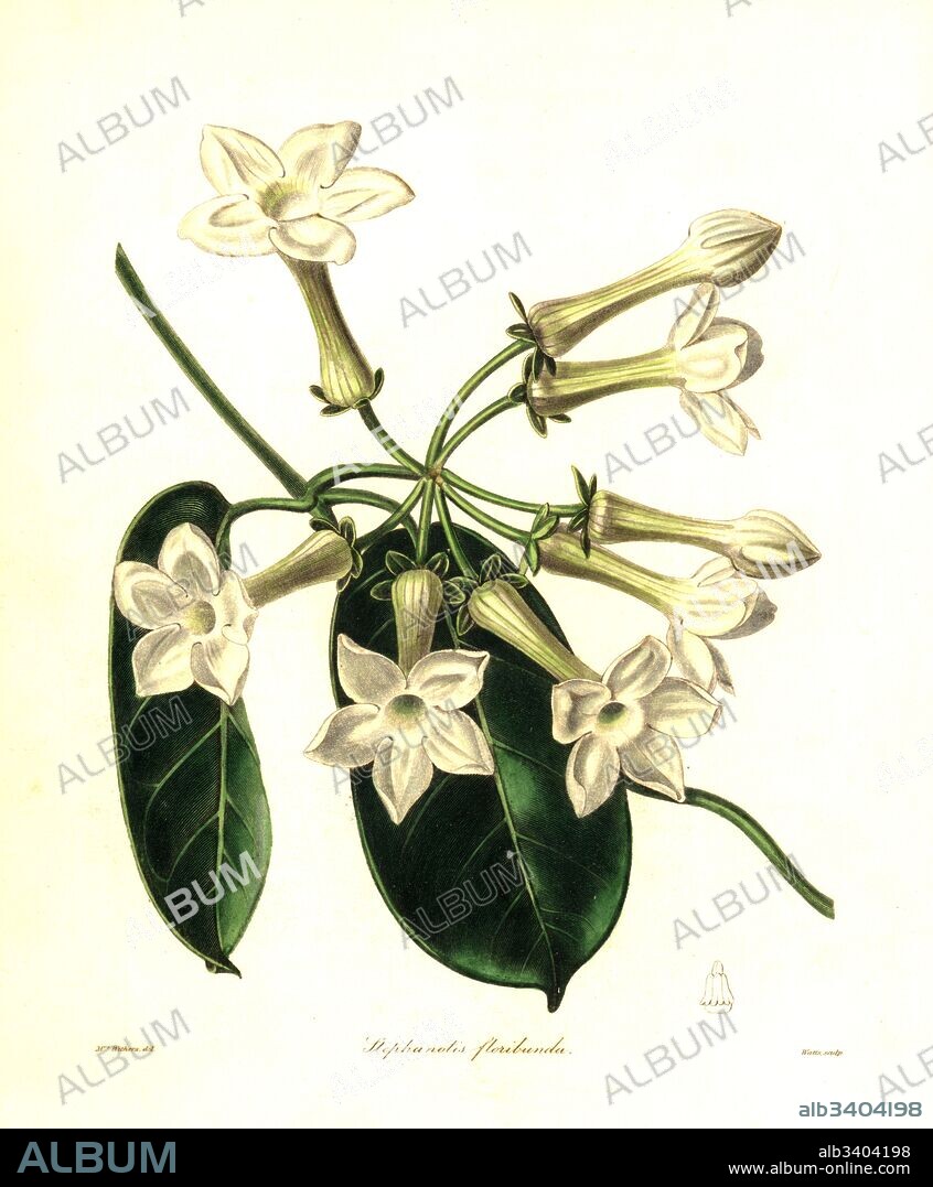 Madagascar jasmine, Marsdenia floribunda (Many-flowered stephanotis, Stephanotis floribunda). Handcoloured copperplate engraving by Watts after a botanical illustration by Mrs Augusta Withers from Benjamin Maund and the Rev. John Stevens Henslow's The Botanist, London, 1836.