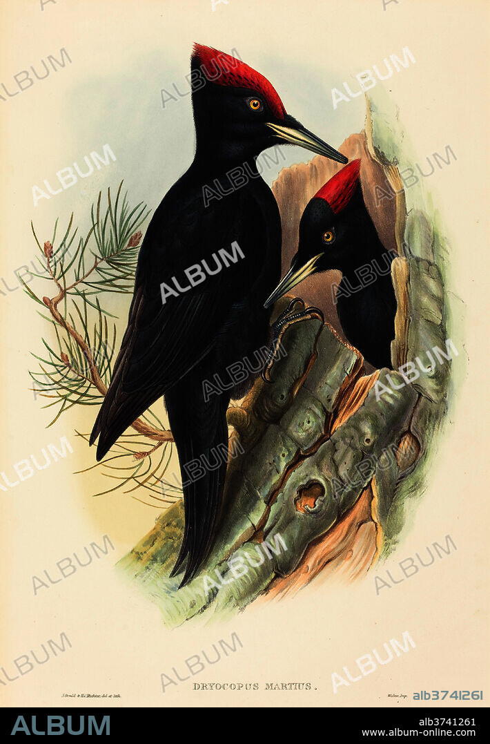 JOHN GOULD AND H. C. RICHTER. Great Black Woodpecker (Dryocopus martius). Dimensions: sheet: 55.9 x 37.9 cm (22 x 14 15/16 in.). Medium: hand-colored lithograph on wove paper.