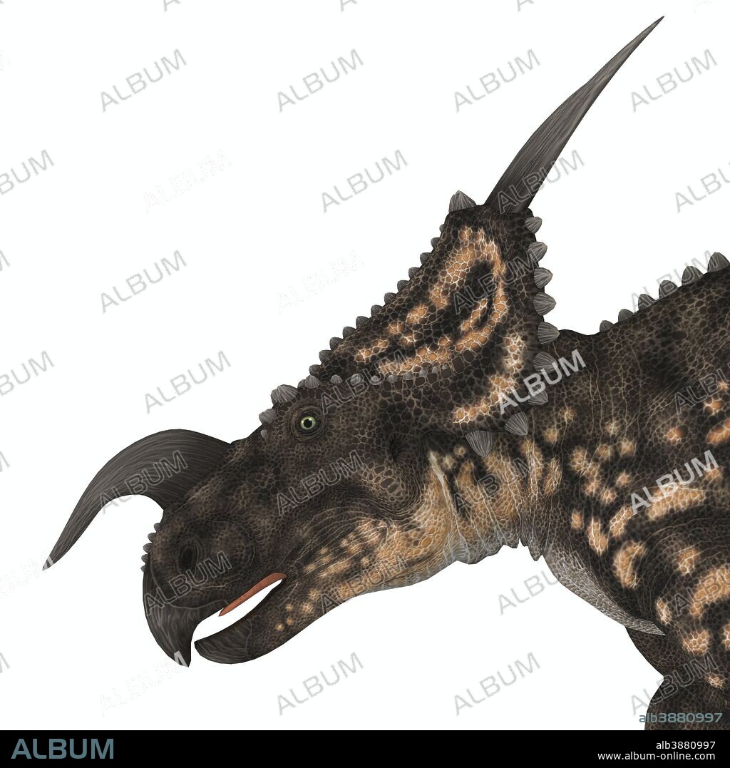 Einiosaurus was a herbivorous ceratopsian dinosaur that lived in the Cretaceous Age of Montana, North America.