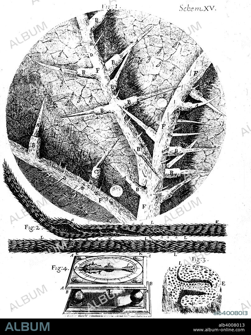 Illustrations from English microscopist Robert Hooke's Micrographia, 1665. 1: underside of a stinging nettle leaf; 2: beard of wild oat used in Hooke's hygrometer; 3: section of head of wild oat; 4: Hooke's hygrometer. Micrographia was published in 1665 and contains prints of some of the specimens Hooke (1635-1703) viewed under the compound microscope that he designed.