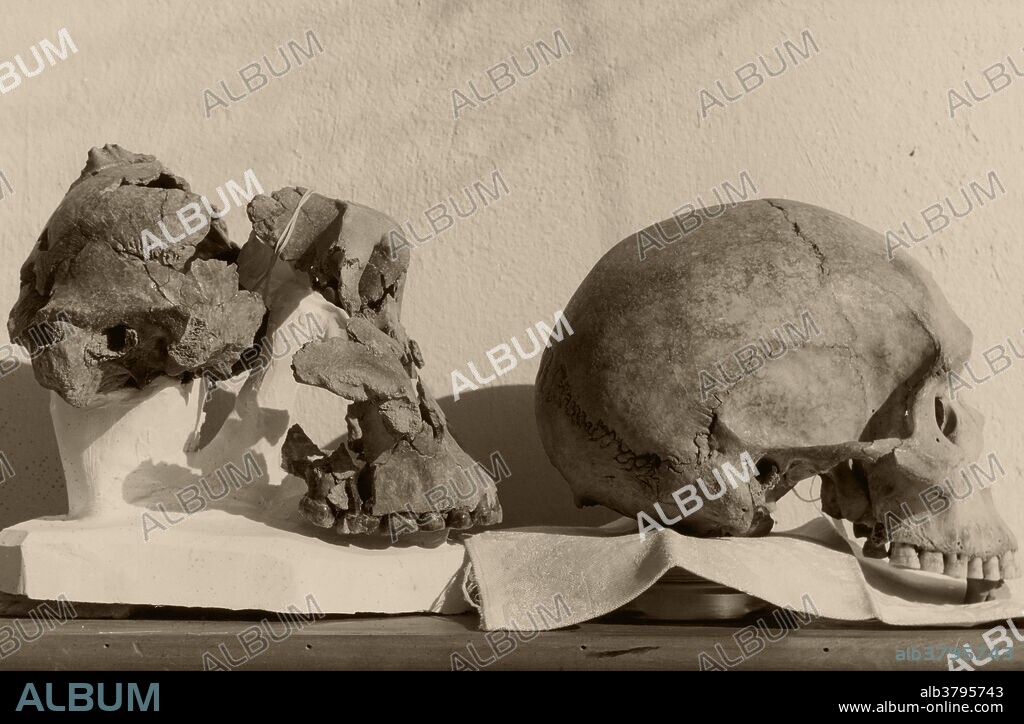 Comparison of an Australian aborigine skull and Paranthropus (robust australopithecine) skull, showing the different features in bone structure. Paranthropus were bipedal hominins that probably descended from the gracile australopithecine hominins (Australopithecus). Paranthropus first appeared roughly 2.7 million years ago. Most species had a brain about 40% the size of a modern human brain. This specimen was discovered by Mary Leaky in 1959 at Olduvai Gorge, Tanzania.