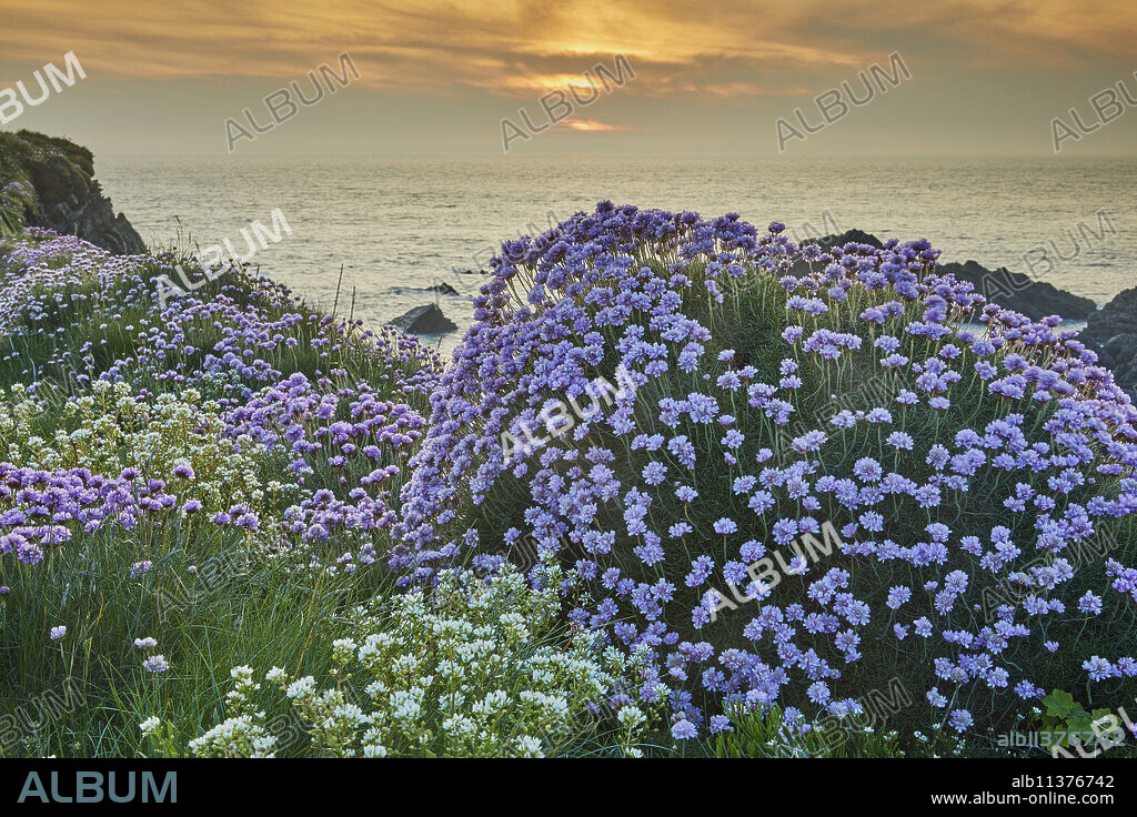 Sea Pink (Thrift) (Armeria maritima), in springtime flower at sunset, on cliffs at Hartland Quay, on the north coast of Devon, England, United Kingdom, Europe.
