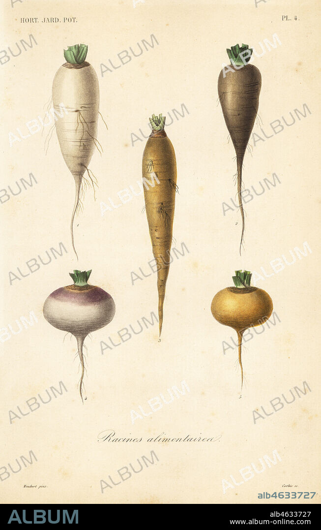 Root vegetables, racines alimentaires. Turnip varieties, Brassica rapa subsp. rapa. Handcoloured steel engraving by Corbie after a botanical illustration by Edouard Maubert from Pierre Oscar Reveil, A. Dupuis, Fr. Gerard and Francois Herincqs La Regne Vegetal: Horticulture: Jardin Potager et Jardin Fruitier, L. Guerin, Paris, 1864-1871.