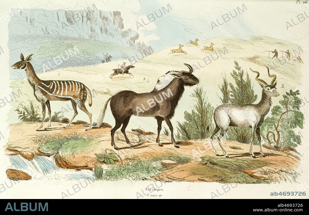 ANTILOPES: 1- GUIB, antilope scripta, 2- GNOU: antilope gnus, 3- COUDOUS: antilope stropiceros ou Condoma . Gravure dans le Dictionnaire pittoresque d'histoire naturelle et des phenomenes de la nature par Guerin, 1833-34. Credit: Collection LOU/KHARBINE-TAPABOR.