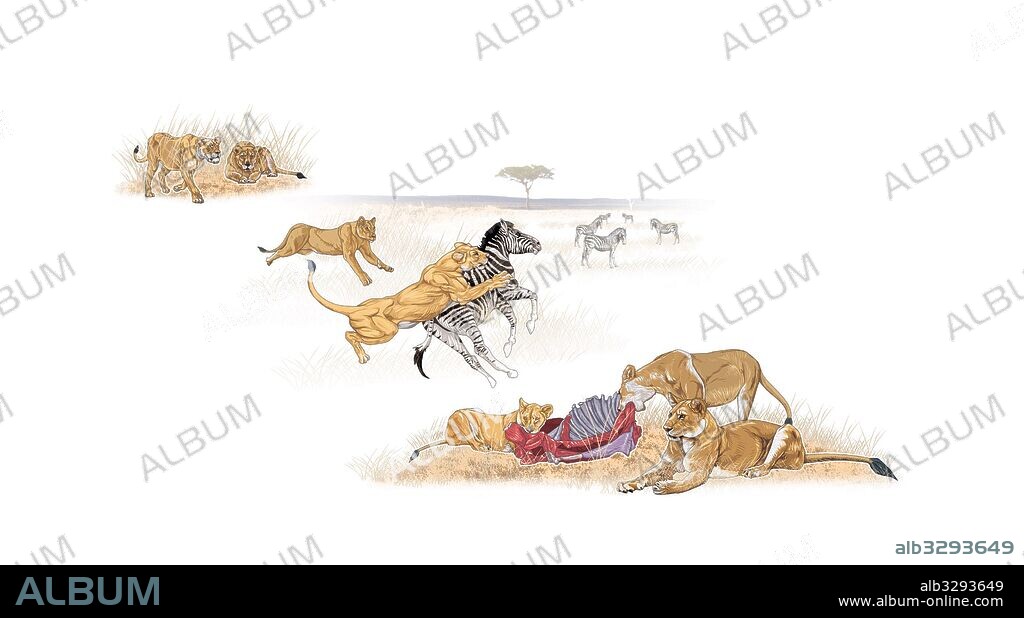 Leonas cazando.