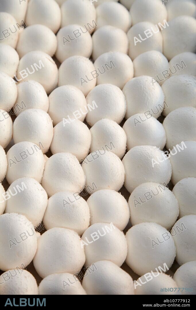 Mushrooms collection, Buttom mushroom, Agaricus bisporus, Agri-Food, Ayecue Fresh, Grupo Riberebro, Autol, La Rioja, Spain.