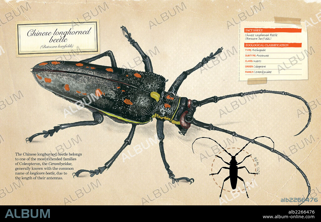 Escarabajo longicornio de China. Ficha y clasificación zoológica del escarabajo longicornio de China (Batocera horsfieldi).