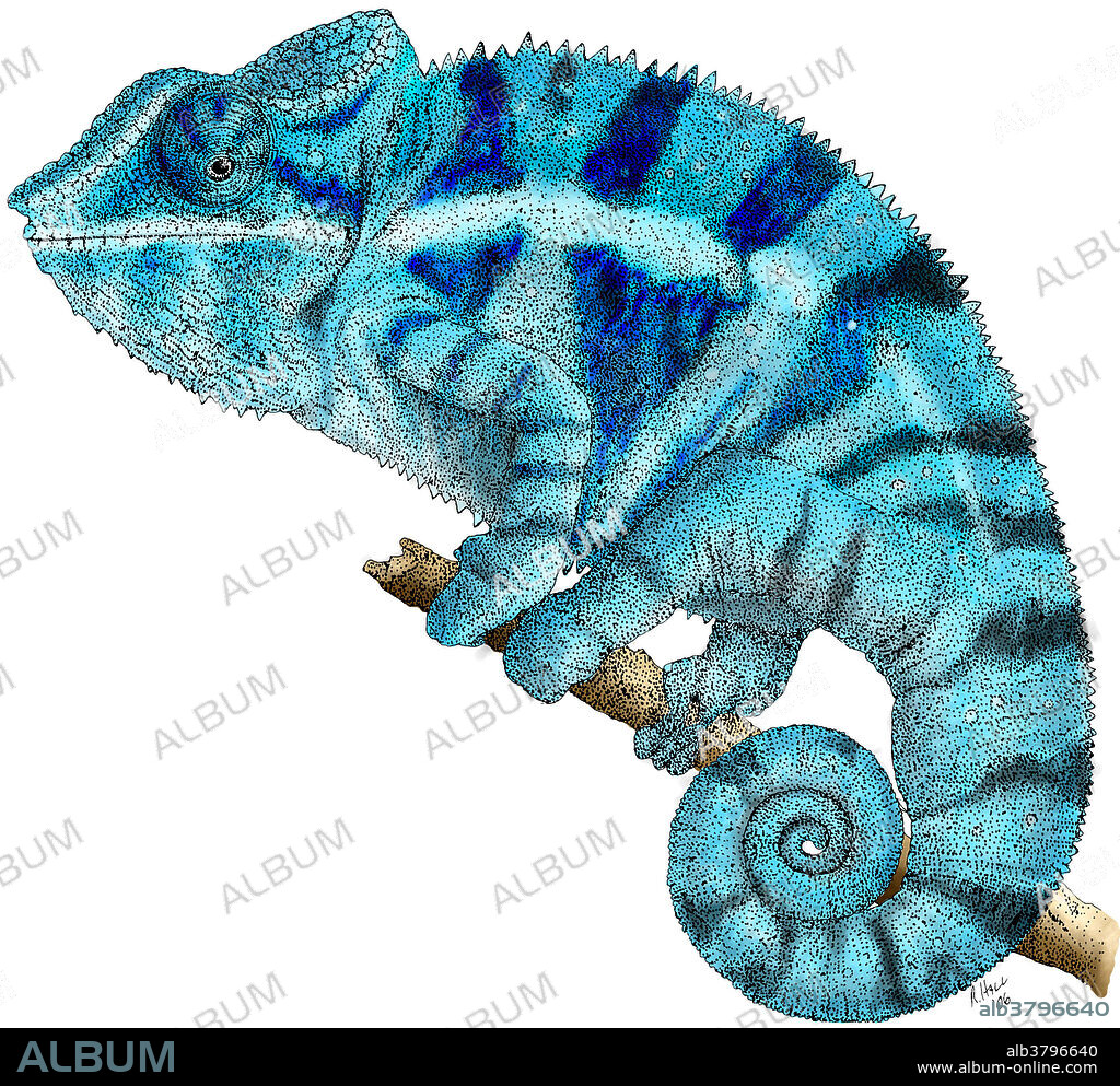 Colorized pen and ink illustration of a Panther Chameleon (Chameleo pardalis).