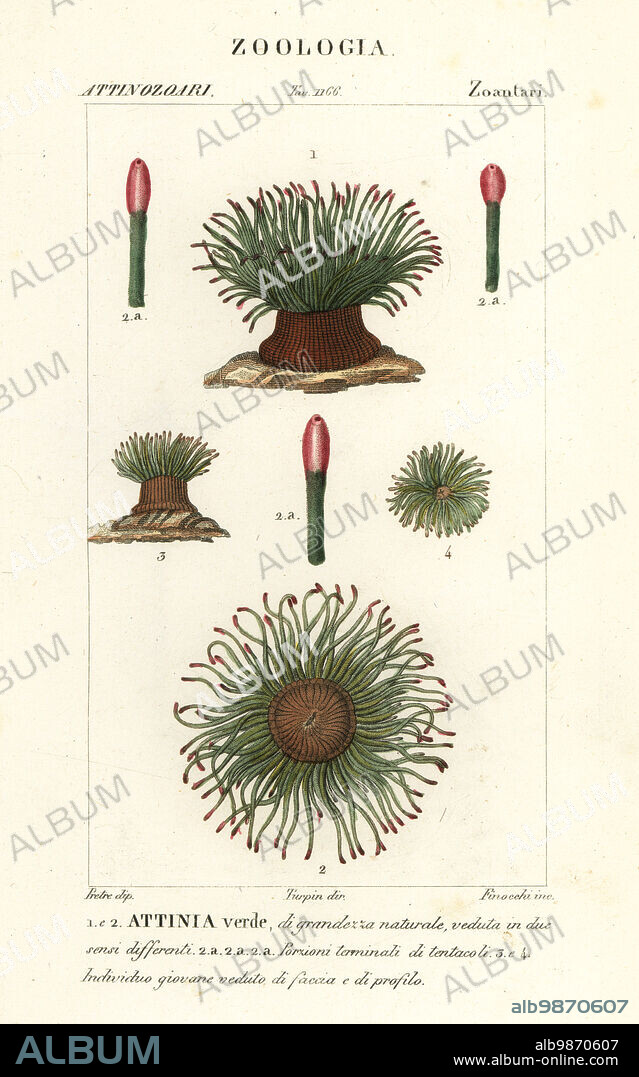 Mediterranean snakelocks sea anemone, Anemonia sulcata. (Actinia viridis, Attinia verde). Handcoloured copperplate stipple engraving from Antoine Laurent de Jussieu's Dizionario delle Scienze Naturali, Dictionary of Natural Science, Florence, Italy, 1837. Illustration engraved by Finocchi, drawn by Jean Gabriel Pretre and directed by Pierre Jean-Francois Turpin, and published by Batelli e Figli. Turpin (1775-1840) is considered one of the greatest French botanical illustrators of the 19th century.