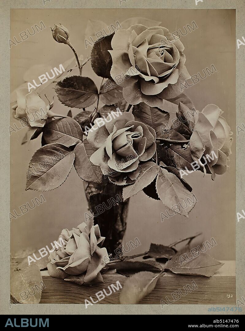 Constant Alexandre Famin, roses, albumin paper, black and white positive process, image size: height: 27,30 cm; width: 20,90 cm, dry stamp: recto and left: C. Famin, Photographe, Paris, numbered: recto and right: exposed: 193, nature photography, flower and fruit still life, rose, cut flowers, bouquet, bundles, container (glass): bottle, vessel, vase.