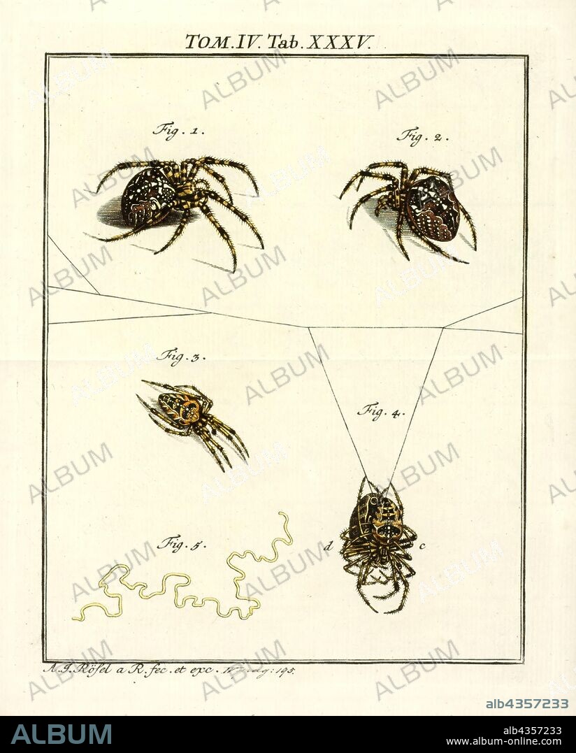 Epeira, Print, Araneus is a genus of common orb-weaving spiders. It includes about 650 species, among which are the European garden spider and the barn spider.