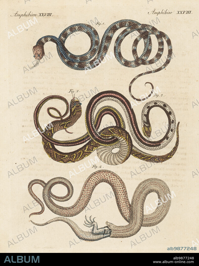 Common lancehead, Bothrops atrox 1, buff striped keelback, Amphiesma stolatum 2, Amazon false fer-de-lance, Xenodon severus 3, and three-scaled groundsnake, Liophis triscalis, swallowing a lizard 4. Copied from Johann Matthäus Bechstein's Naturgeschichte der Ampibien, 1802. Handcoloured copperplate engraving from Carl Bertuch's Bilderbuch fur Kinder (Picture Book for Children), Weimar, 1810. A 12-volume encyclopedia for children illustrated with almost 1,200 engraved plates on natural history, science, costume, mythology, etc., published from 1790-1830.