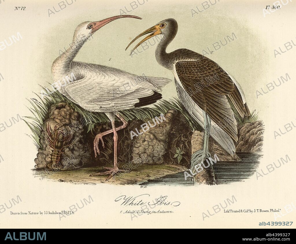 White Ibis, Snowflake (Eudocimus albus, Ibis alba), Signed: J.J. Audubon, J.T. Bowen, lithograph, Pl. 360 (vol. 6), Audubon, John James (drawn); Bowen, J. T. (lith.), 1856, John James Audubon: The birds of America: from drawings made in the United States and their territories. New York: Audubon, 1856.