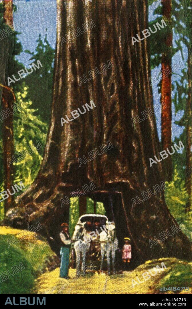 Giant Redwood in California, c1928. Sequoia tree with a road cut through it, in California, USA. From "Die Welt in Bildern", (The World in Pictures), cigarette card album, c1928. [Georg A Jasmatzi, A.-G., Dresden, Germany].
